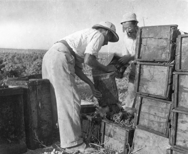grape_harvest