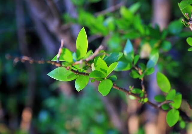 myrtle_leaves